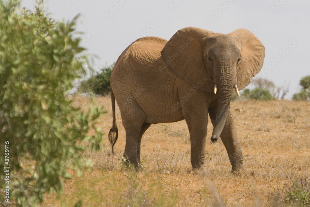 Obraz premium Elefantenbulle