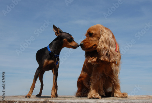 amitié entre deux chiens photo