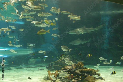 big aquarium  © Nadejda Degtyareva