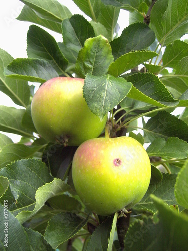 Bioapfel