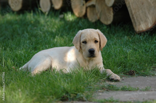 Labrador puppy