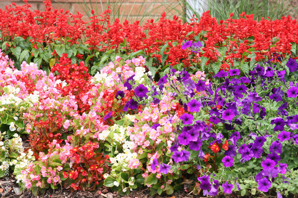 Many Colored Flowers