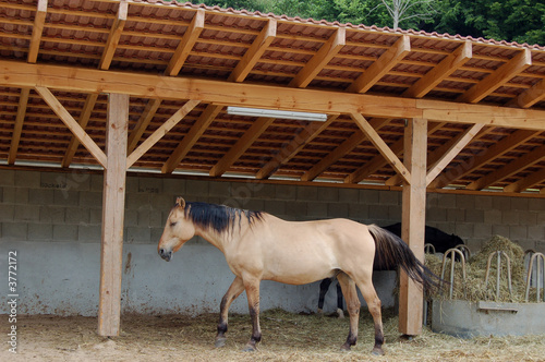 das Pferd