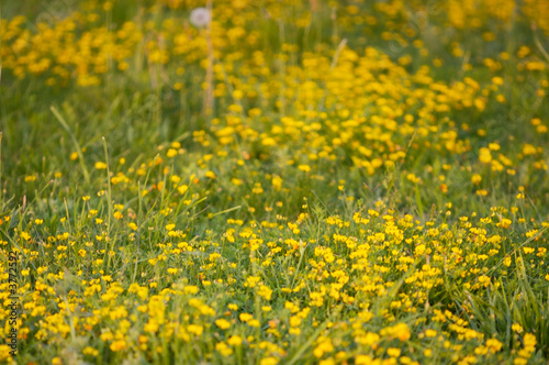 Texture of the yellow grass in the natural turf © Gelpi