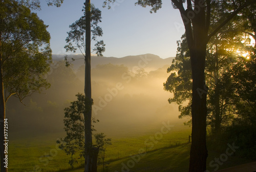 Morning sunshine through the trees Bellingen Australia