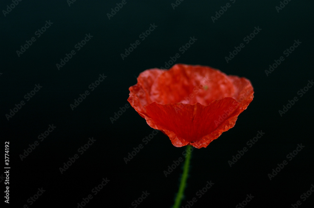 coquelicot sur fond noir