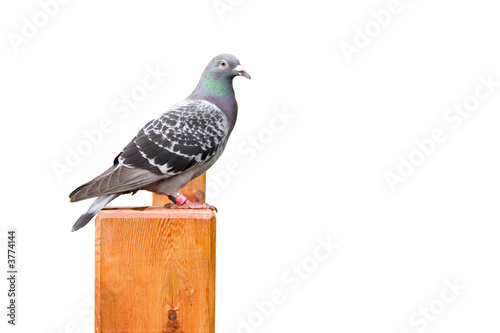pigeon voyageur