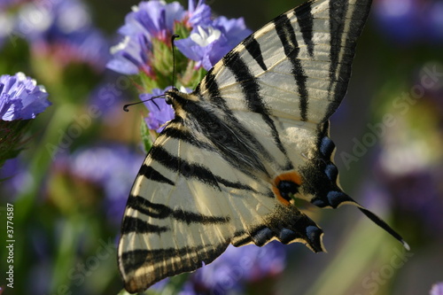 Machaon