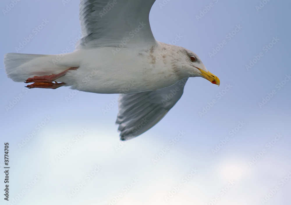 Obraz premium Seagull