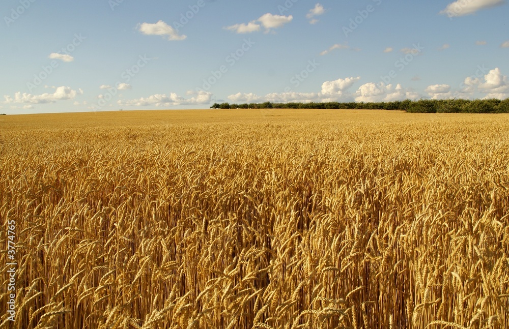 Naklejka premium farm