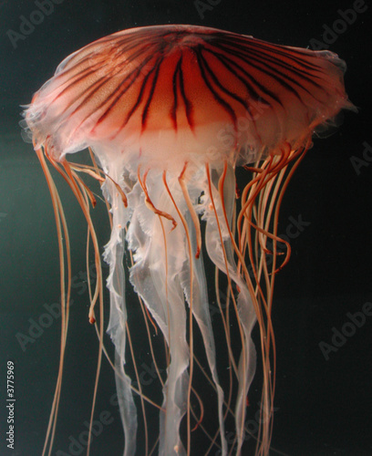 Jellyfish swimming #3775969