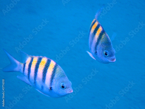 Poissons exotiques photo