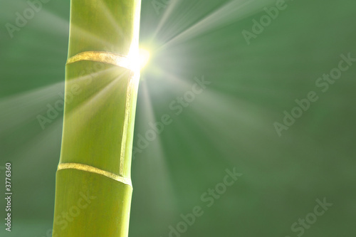 bamboo in the light