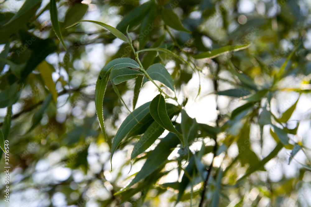 Obraz premium nature