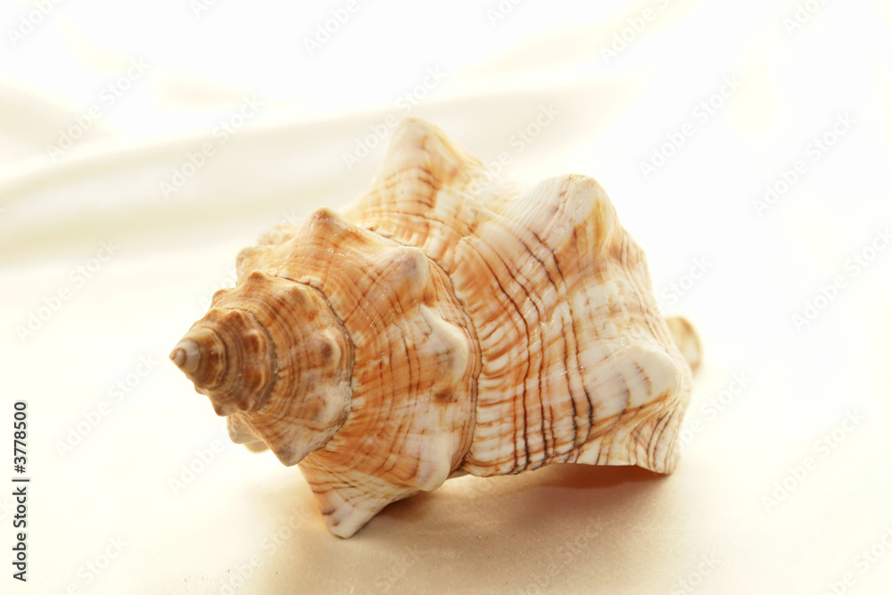 conch shell