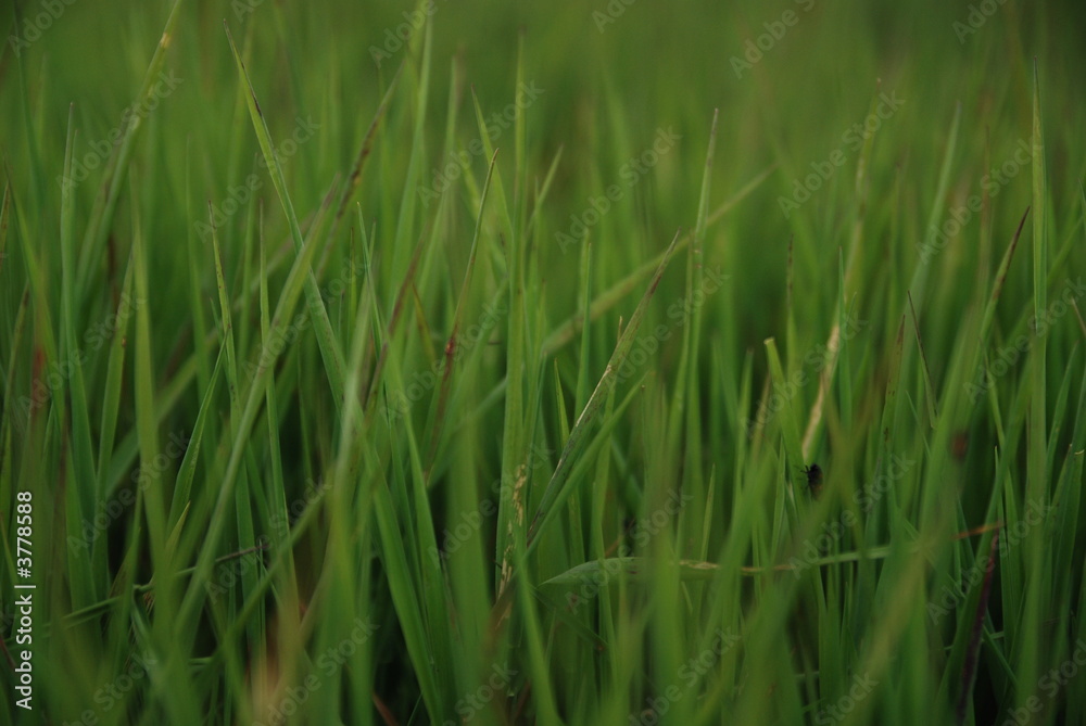 green grass (with telephoto lens)
