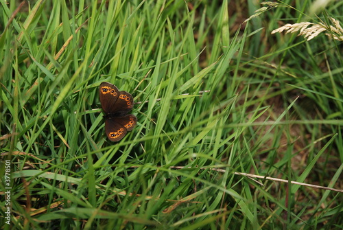 brow butterfly in grass © .shock