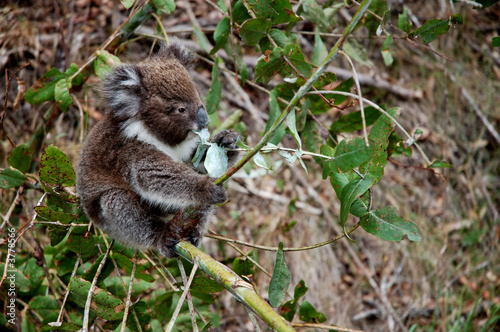Koala mangeant une feuille d'Eucaliptus (2) photo
