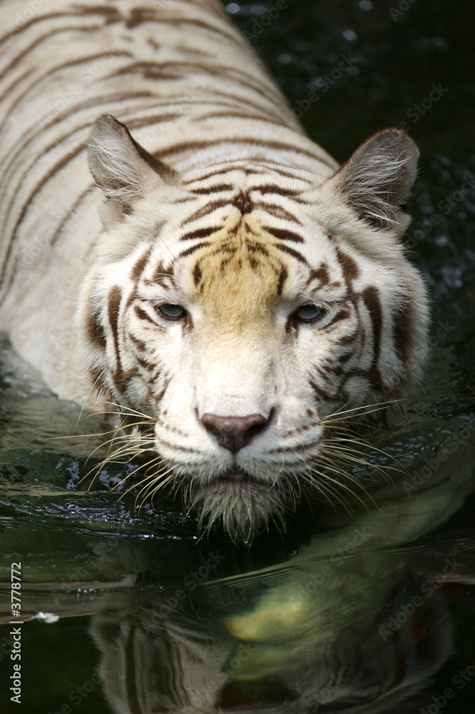 Naklejka premium White Tiger