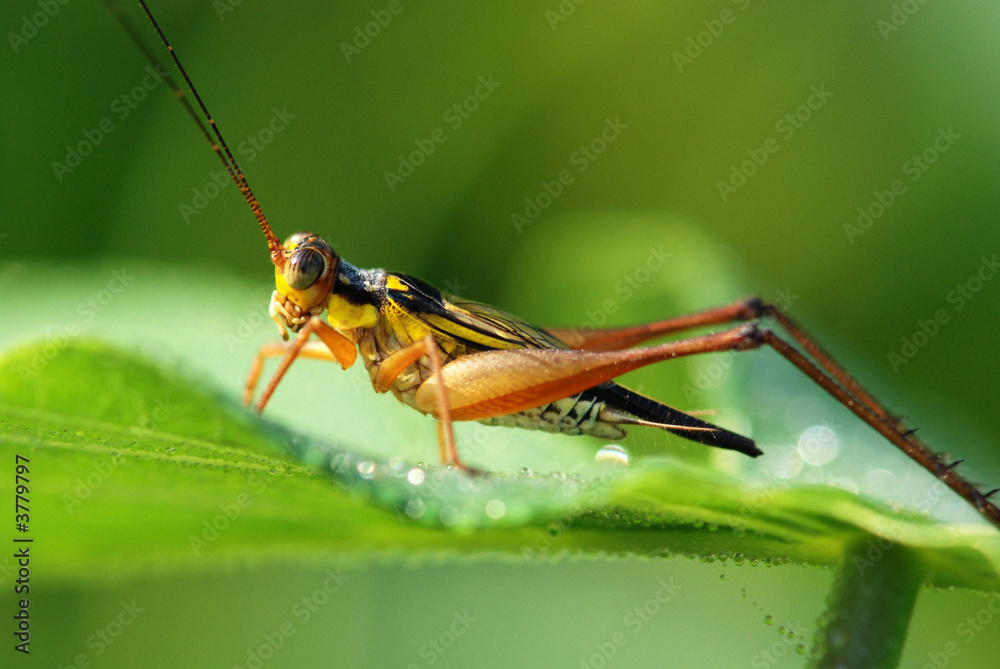 Fototapeta premium yellow insect in the gardens