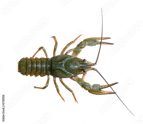 Isolated Crawfish on the white background