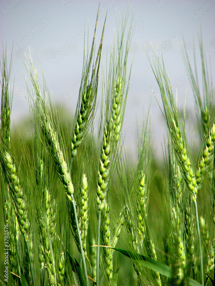 Wheat Reap