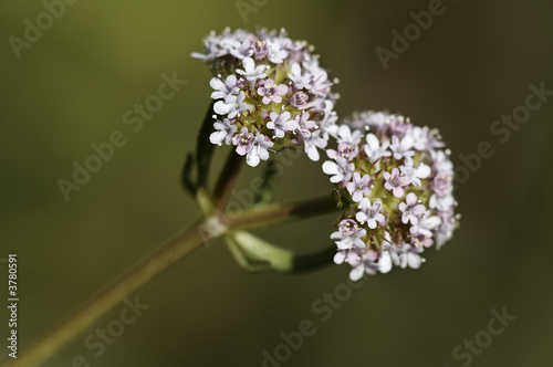 Flor silvestre