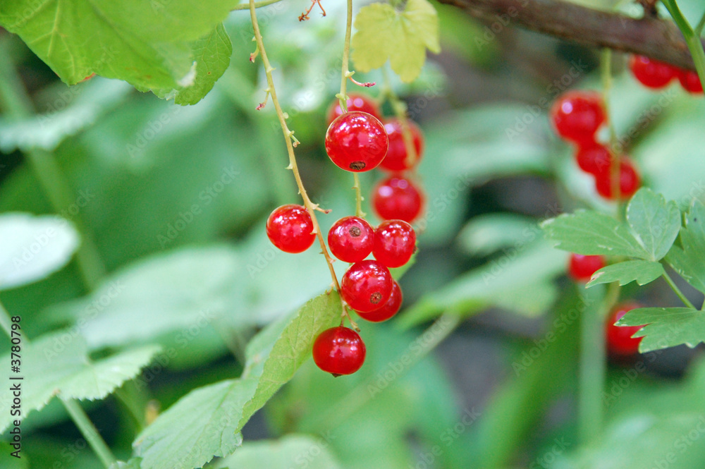 Johannisbeeren