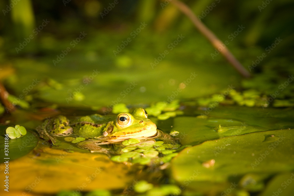 Obraz premium frog