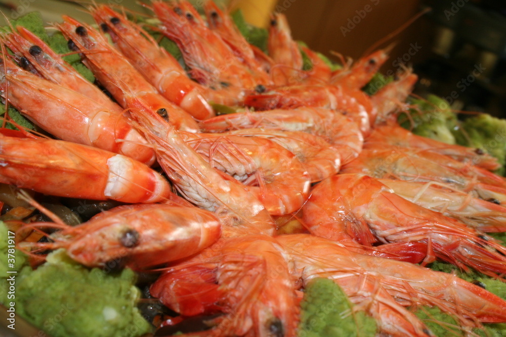 Schalentiere Schalentiere