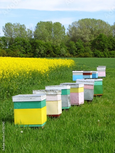  beehive