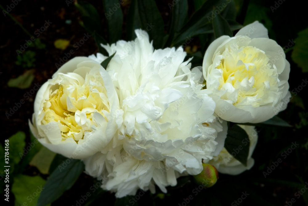 White Peony White Peony