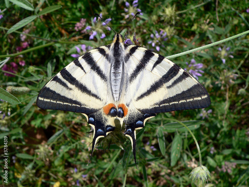 Papillon Le Flambé