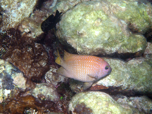 Poisson des caraïbes photo