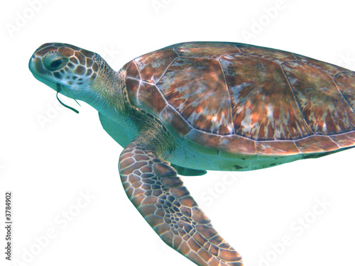 Tortue de mer détourée