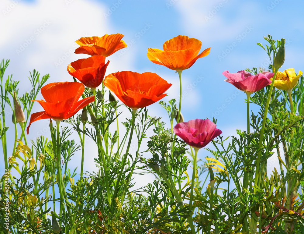 beautiful flowers beautiful flowers
