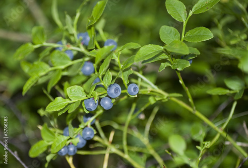 Blueberries  