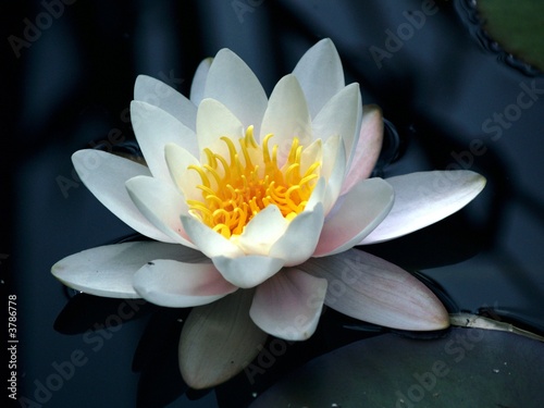 water lily