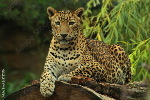 Sri Lankan Leopard © pusti