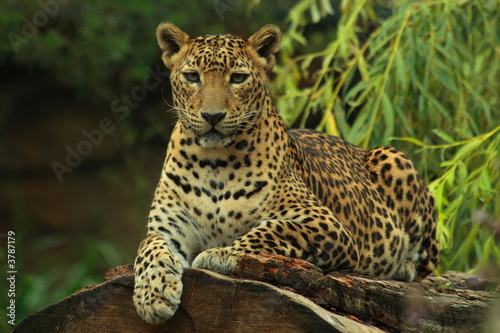 Sri Lankan Leopard