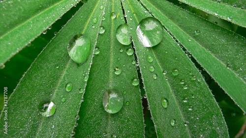 Blatt im Morgentau no.1