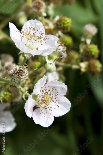 White Blackberry Blossoms