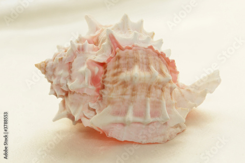 spiked conch