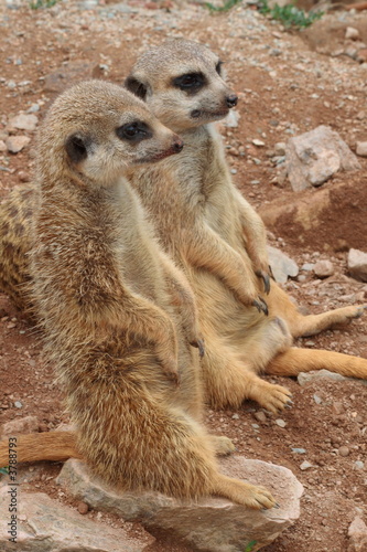 Suricata suricatta photo