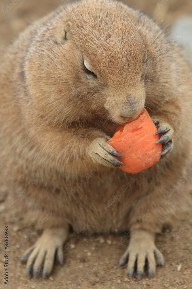 Fototapeta premium prairie dog - Cynomys ludovicianus