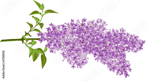 The branch of a lilac