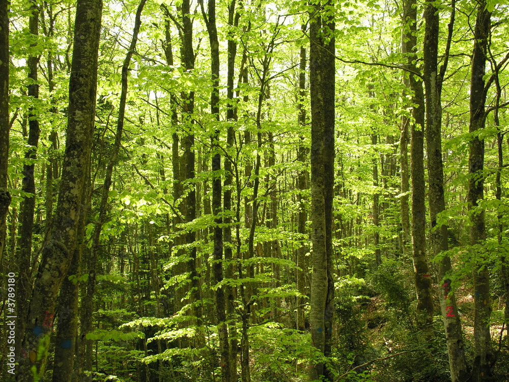 forêt de hêtres, Vercors