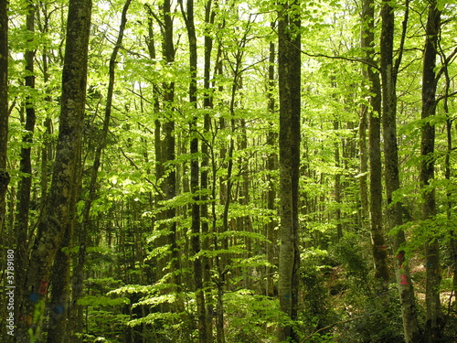 forêt de hêtres, Vercors © Kob