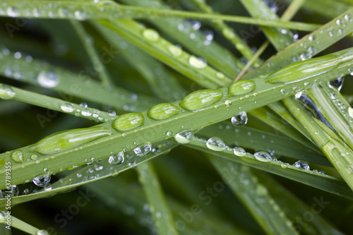 Grass close up after a rain in the summer