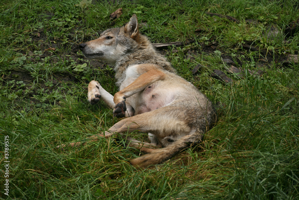 Obraz premium Wölfin